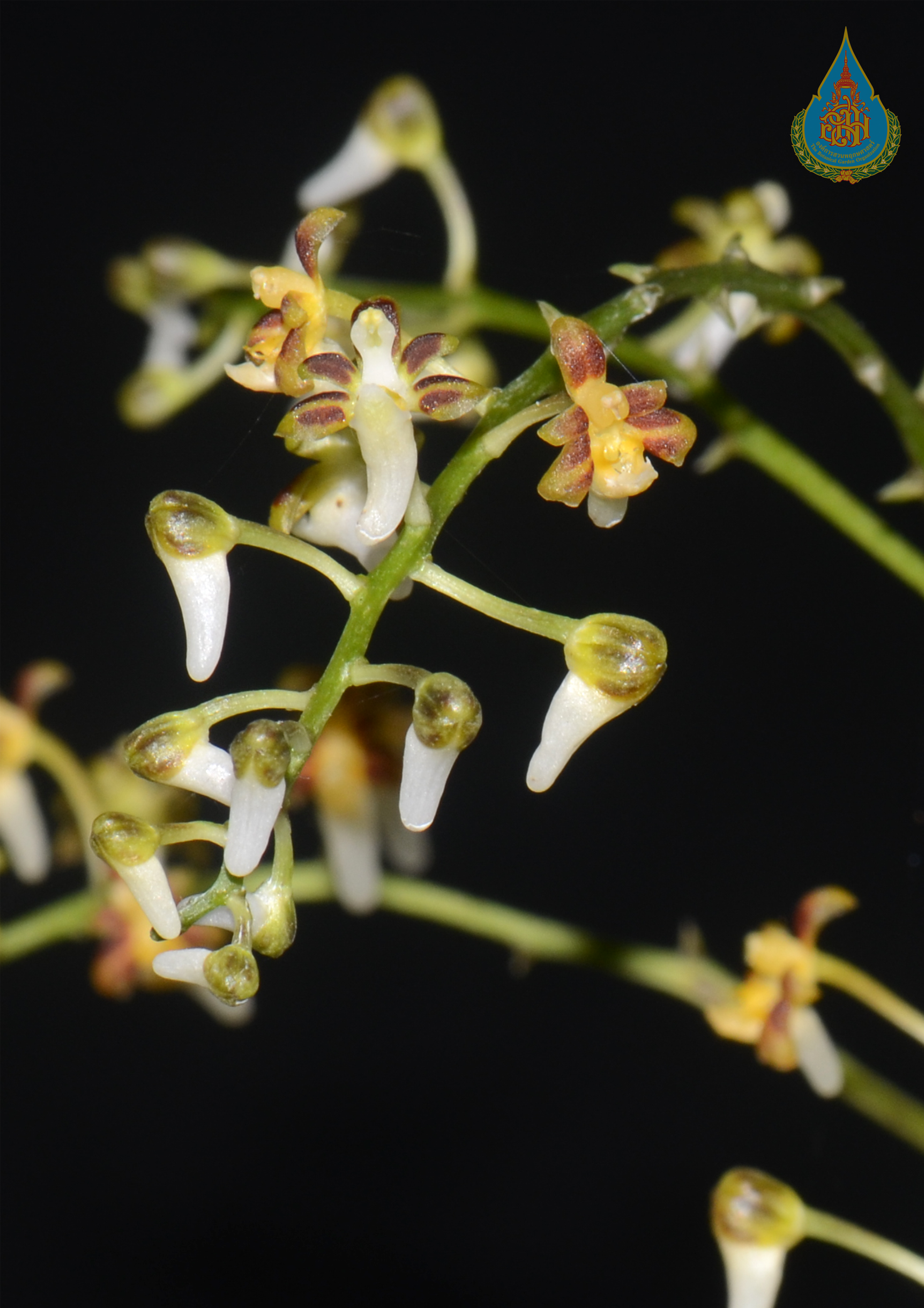 เอื้องช่อลำไย Cleisostoma paniculatum (Ker Gawl.) Garay<br/>ORCHIDACEAE